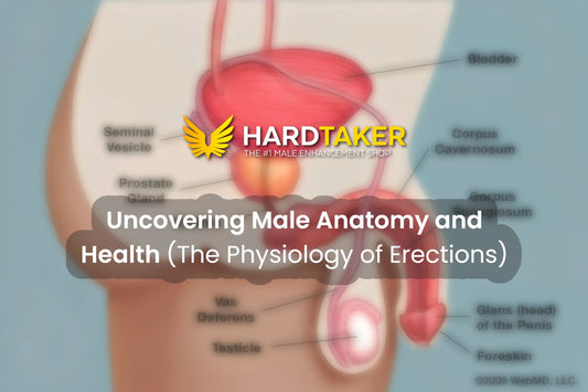 The Physiology of Erections